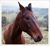 Stop Slaughter