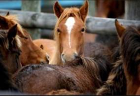 Mexican_horse_meat