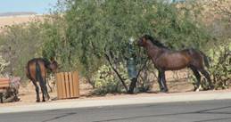 Wild horses