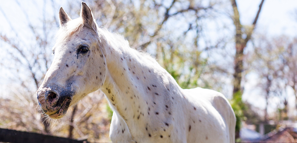 https://www.aspca.org/sites/default/files/advocacy-alert_ohio-tethering_022616_main-image.jpg