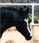Ebony-Portal mare