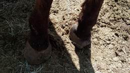 front feet