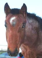 Hello, I'm Eclipz!