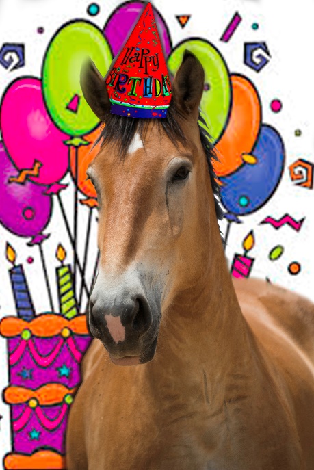 Happy Birthday Friend Horse Images Equine Voices