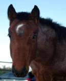 Hi I'm Eclipz